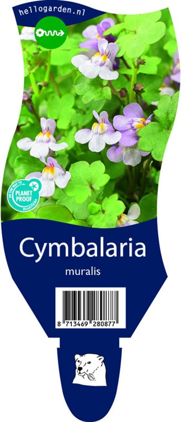 Cymbalaria muralis - P11